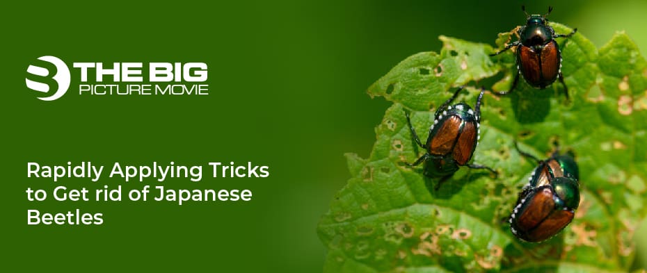 Tricks to Get rid of Japanese Beetles