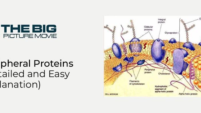 peripheral proteins