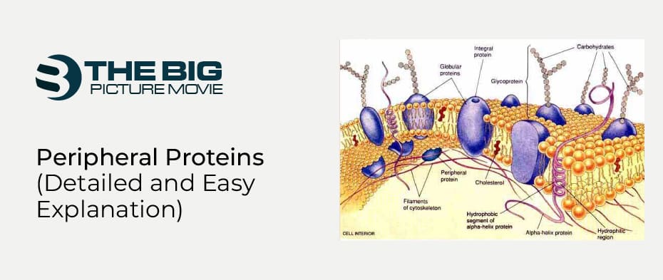 Peripheral Proteins (Detailed and Easy Explanation)