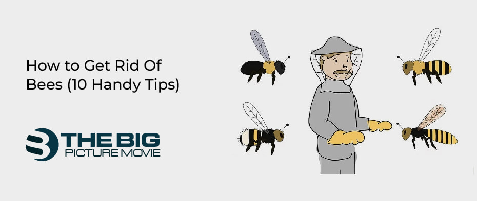How to Get Rid Of Bees (10 Handy Tips)