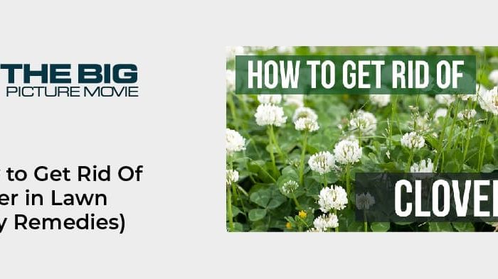 How to Get Rid Of Clover in Lawn