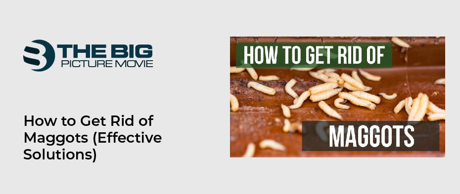 How to Get Rid of Maggots (Effective Solutions)