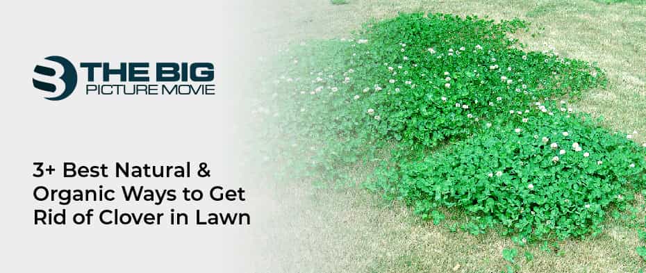Organic Ways to Get Rid of Clover in Lawn