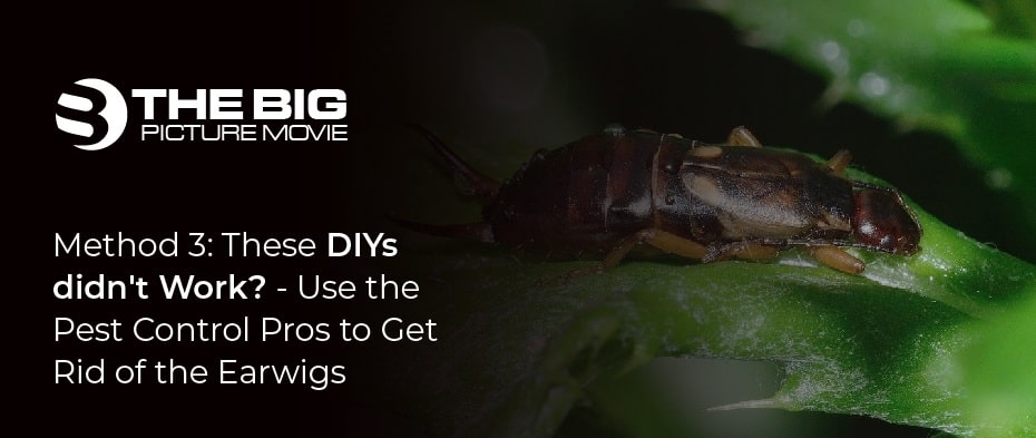 Pest Control Pros to Get Rid of the Earwigs