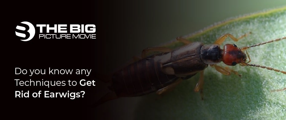 Techniques to Get Rid of Earwigs