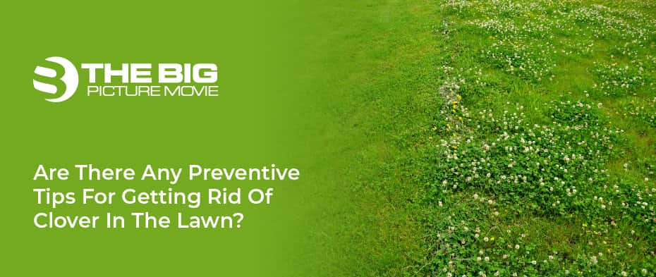 Tips For Getting Rid Of Clover In The Lawn
