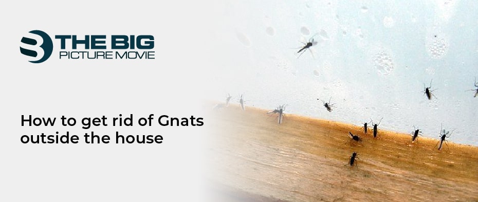 get rid of Gnats outside the house