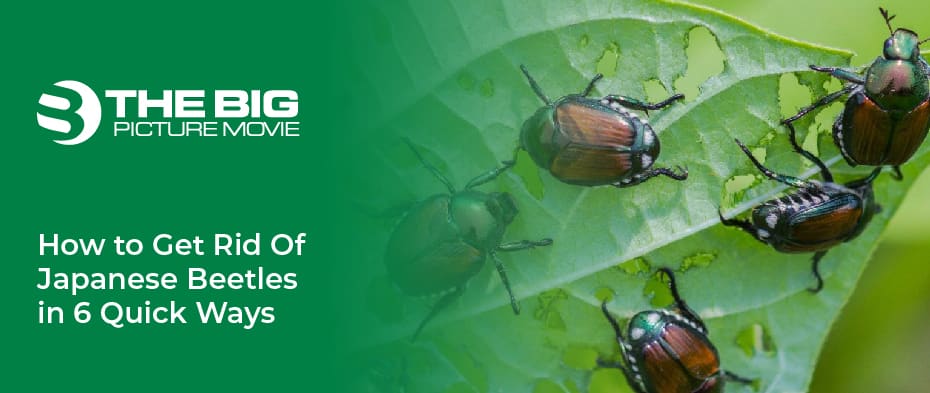 How to Get Rid Of Japanese Beetles in 6 Quick Ways